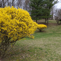 Forsythia.jpg