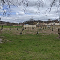 New trees at Fisk Field.jpg