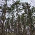Stand of pine.jpg