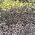 Yellow bush.jpg
