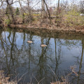 Geese.jpg