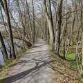 Tunnel of trees.jpg