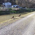 Indolent geese.jpg