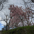 Pyrus calleryana.jpg