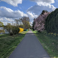 Yellow and Pink.jpg