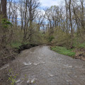 Tree down in the creek.jpg