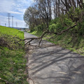 Tree down.jpg