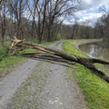 Tree down.jpg