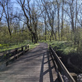 In bloom at Hugh Moore.jpg