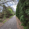 Wall of trees.jpg