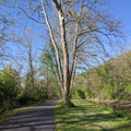 Tree divider.jpg