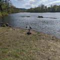 Geese.jpg