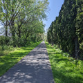 Tree tunnel.jpg