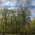 Tree stand.jpg