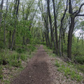 Tree tunnel.jpg