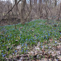 Crocuses.jpg