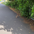 Local denizen.jpg