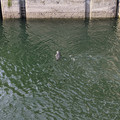 Seal.jpg