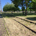 Overgrown line.jpg