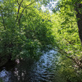 Thick leaves.jpg
