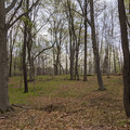 Veits Woods.jpg