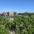 Over the hedges.jpg