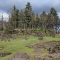 Trees on Elk Rock Island.jpg