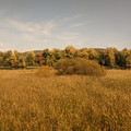 Fall color 1.jpg