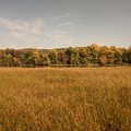 Fall color 2.jpg