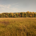 Fall color 3.jpg