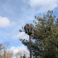 Weather vane (1).jpg