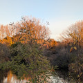 Fading fall color.jpg
