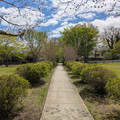 Tunnel of trees on Shelter Island.jpg