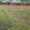 Forest Grove branch at Adams 2.jpg