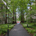 Tree tunnel.jpg