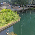 Middle Dock.jpg