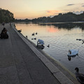 Swans.jpg