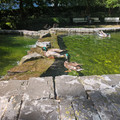 The Mallards of Canary Wharf.jpg
