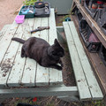 A cat.jpg