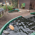 Ducks in Spitalfields.jpg