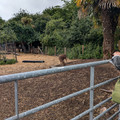 Pondering a goat.jpg