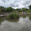 Coot nest.jpg