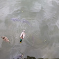 Duck visitation.jpg