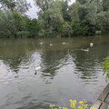 Swans in Basel.jpg