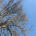 Branches.jpg