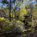 Norfolk Southern through the trees.jpg