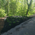 Flower patch.jpg