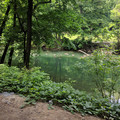 Geese on the creek.jpg