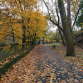 Leaves on the trail.jpg