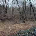 The grade through the trees.jpg